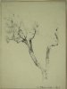 1913 - Albero